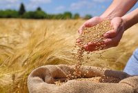 خرید ۲۷ هزار تُن بذر گندم در آذربایجان‌غربی