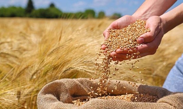خرید ۲۷ هزار تُن بذر گندم در آذربایجان‌غربی