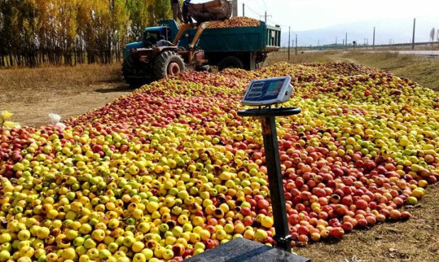 ۳۲ مرکز در آذربایجان‌غربی آماده خرید سیب صنعتی شد